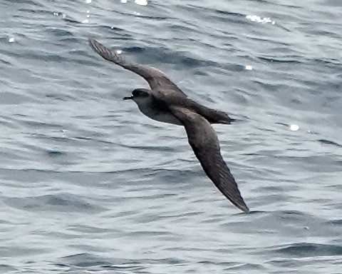 Balearic shearwater